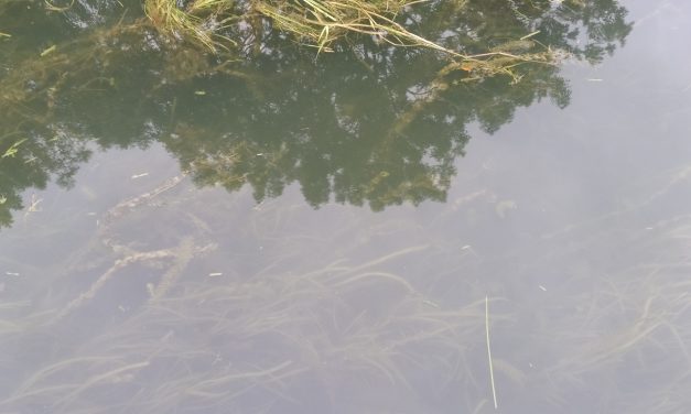 Undervattensvegetation